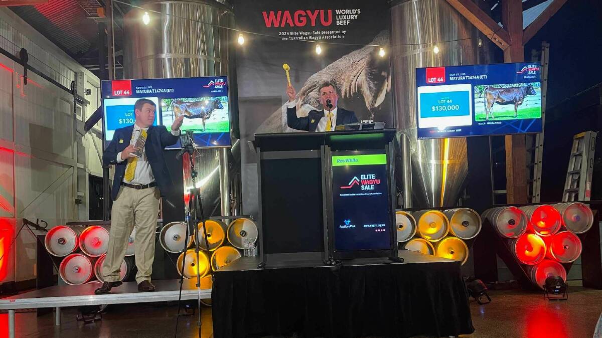 Mayura T1474A (ET) being sold in Cairns tonight. Selling is Wayne York, Ray White Dalby, with Liam Kirkwood, Ray White Townsville (left). Picture by Shan Goodwin.