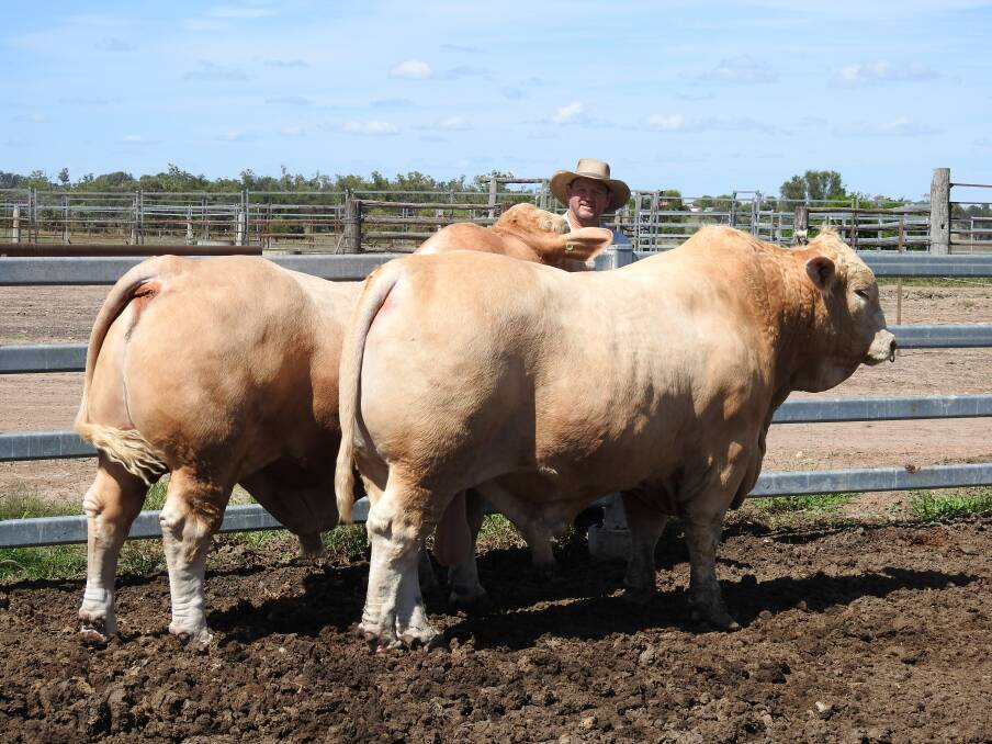 Huntington Charbrays, Matt Welsh with Charbray bulls ready for display at Beef Week. Picture supplied