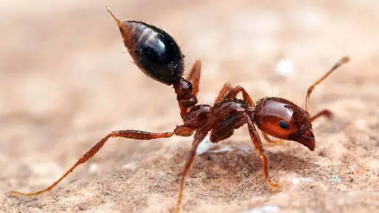 Fire ants are considered a super pest- aggressive, highly-adaptive and well-equipped for survival in Australia. Picture: QCL File.