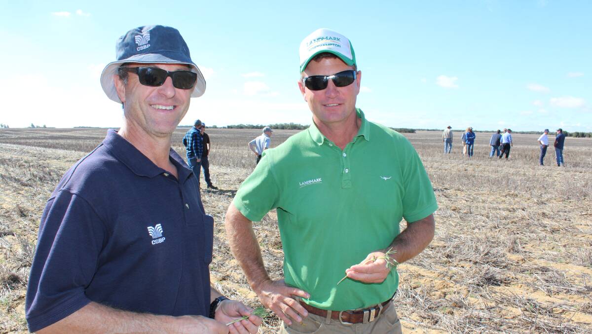 Luigi Moreschi (left), CSBP, with Rob Campbell, Landmark Geraldton, inspect the lupin crop at the Eastough's farm.
