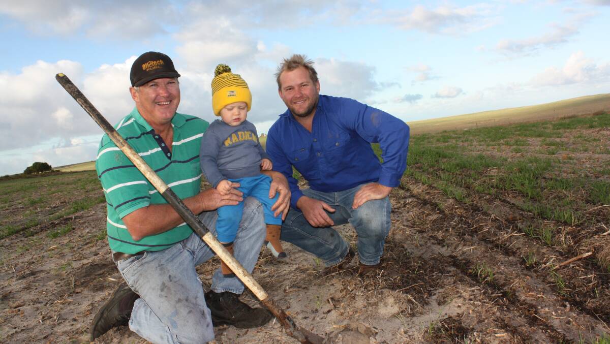 Spirits remain high on the Walkaway property of Dean Levitt (left), pictured here with his grandson Jack and son Tom in a patchy and wind-blown wheat crop. 
