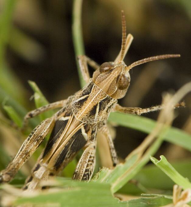 Locusts searches are now underway in parts of the wheatbelt with strong activity expected.