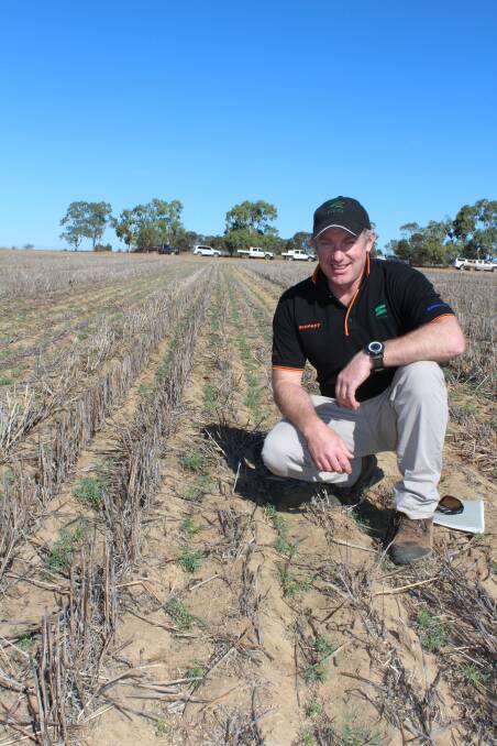 Sacoa national technical and marketing manager Matt Sherriff at the SE14 trial, showing signs of being a crop establishment tool in retaining moisture.