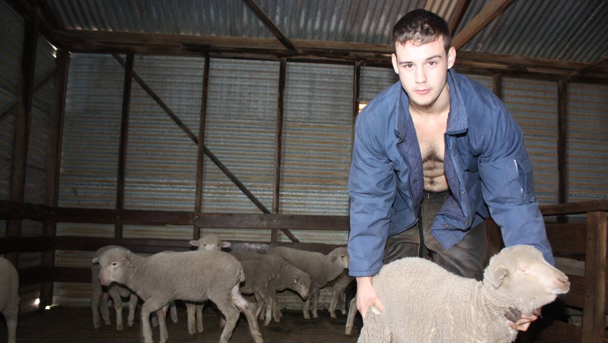 Ethan Harder recently managed to shear 602 Merino lambs in eight hours at Bruce Rock.