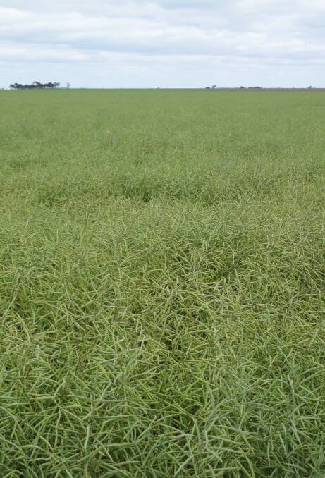 Canola crops are podding up nicely in key production areas in Australia,