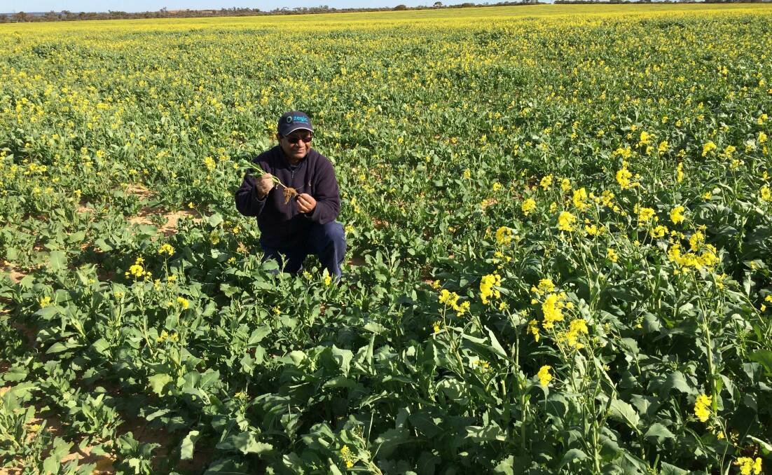 Research officer Shahab Pathan examines his canola trial that will be part of the 103rd annual Merredin Research Facility field day on September 21.