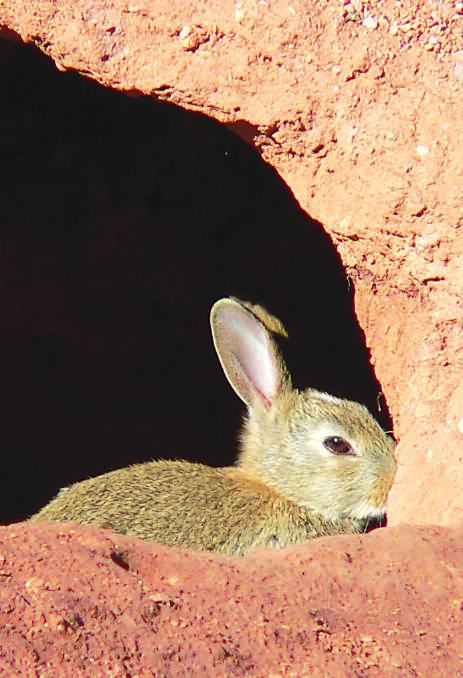 The virus can cause death in young rabbits and vaccinated rabbits.