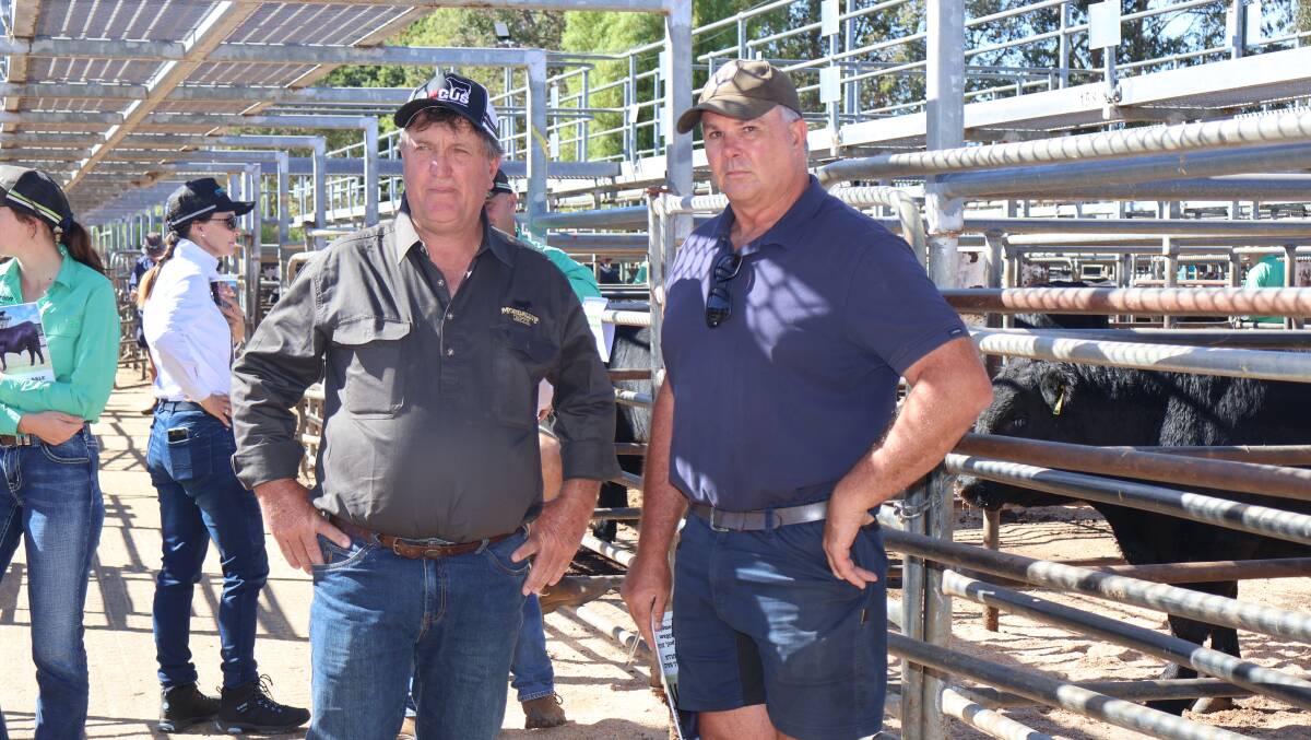 Discussing the line-up of bulls before the sale were Mordallup principal Mark Muir (left), Manjimup and Mark Harris, Treeton Lake, Cowaramup. In the sale Mr Harris purchased two bulls to a top of $14,000.