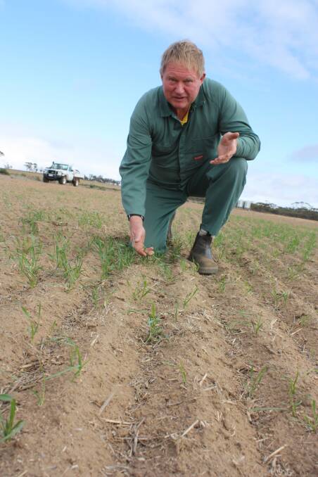 Carnamah farmer Peter Smith inspects his wheat crop and remains hopeful of more rain in coming weeks.