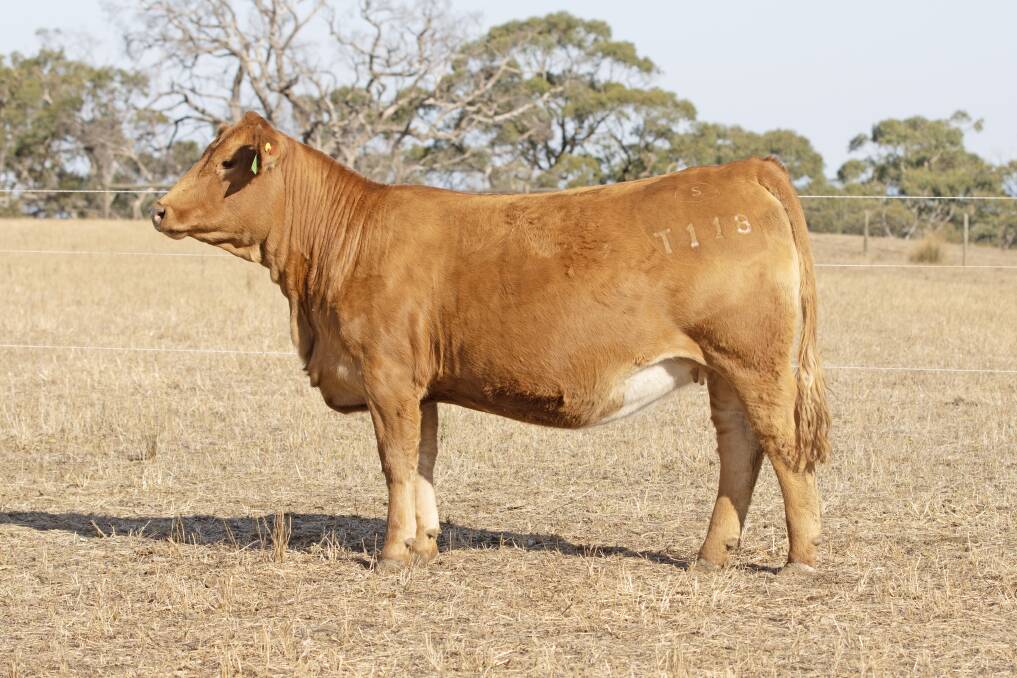 Pictured is one of the eight elite Savannah heifers to be offered in this year's Rocky Red Sale draft. Picture supplied
