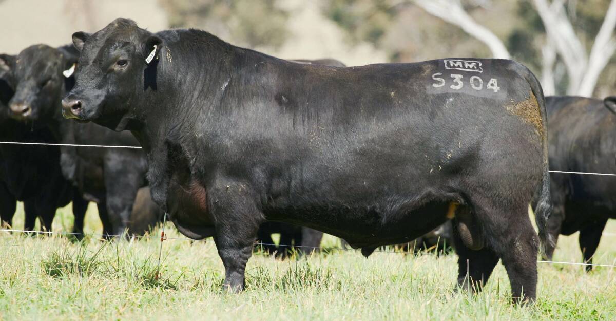 Santiago S304, pictured at two years of age, is set to have a big impact on the Angus breed. Picture supplied