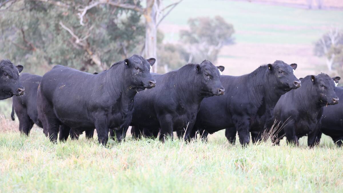 Millah Murrah T-drop bulls at 15 months of age. Picture supplied