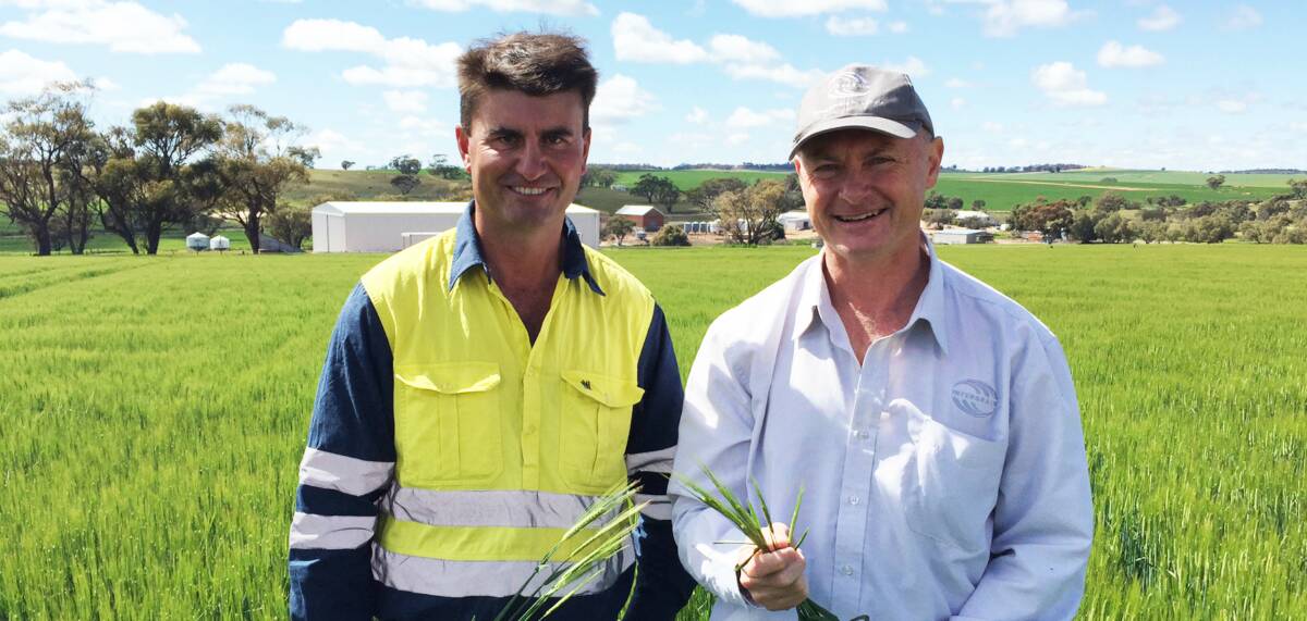  Beverley grower Duncan Young (left) with Intergrain barley breeder David Moody in Mr Young's Spartacus barley crop.