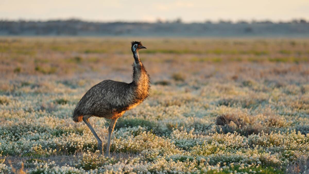 Bakers Hill man charged with causing harm to emu