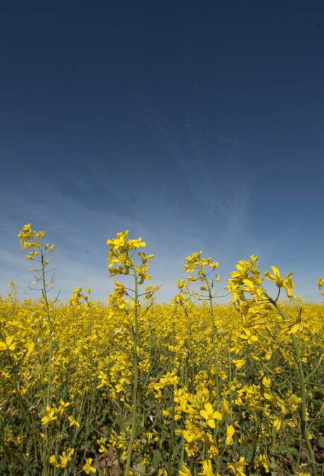 High oil levels have been reported following news of excellent canola yields.