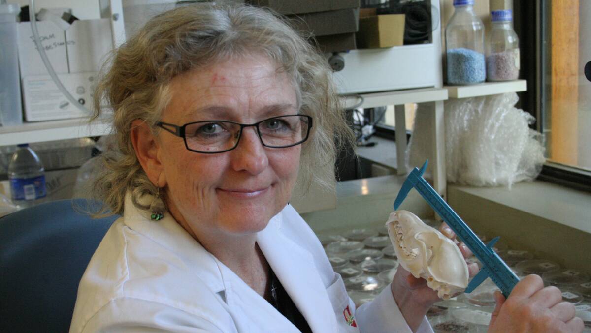 Murdoch University’s Associate Professor Trish Fleming working out the diet of wheatbelt foxes. 