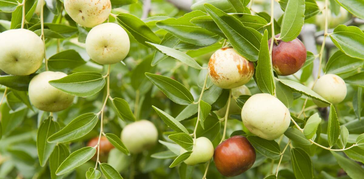 The Chico variety of the Chinese jujube.