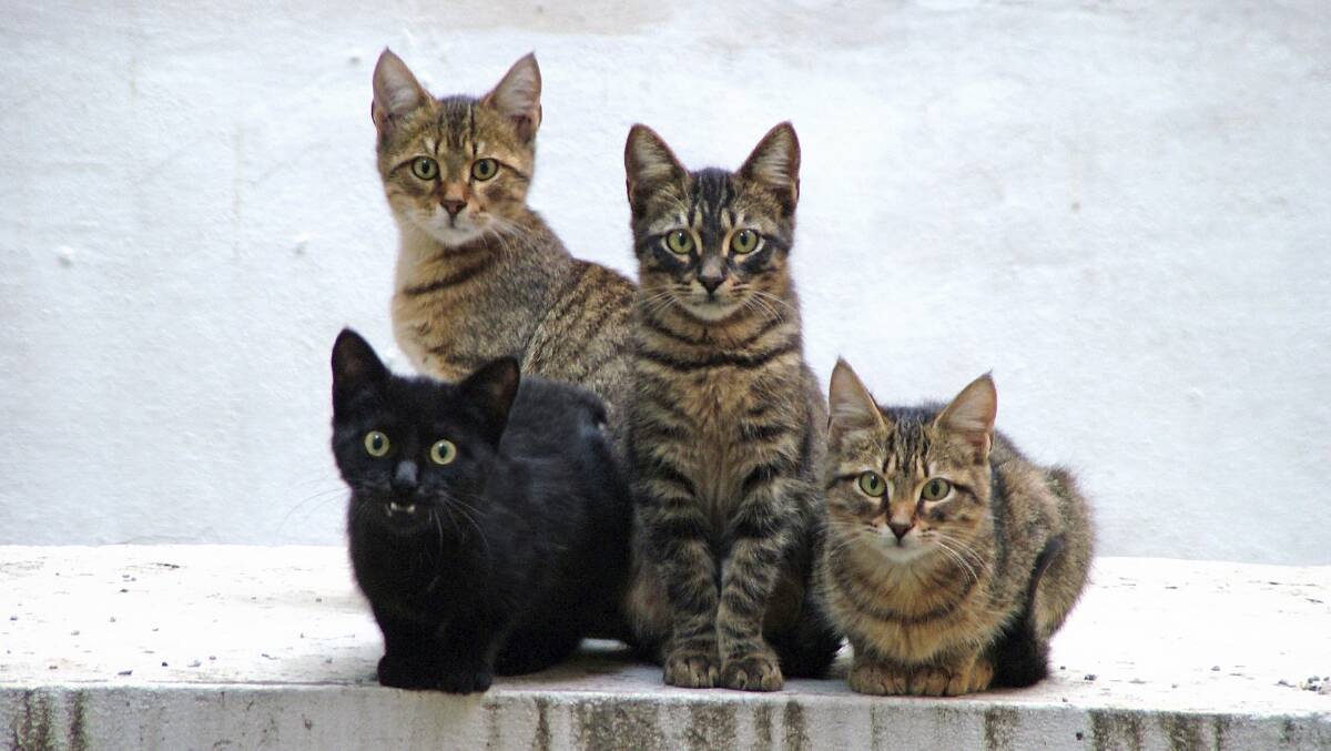 Four pet cats approved by Council