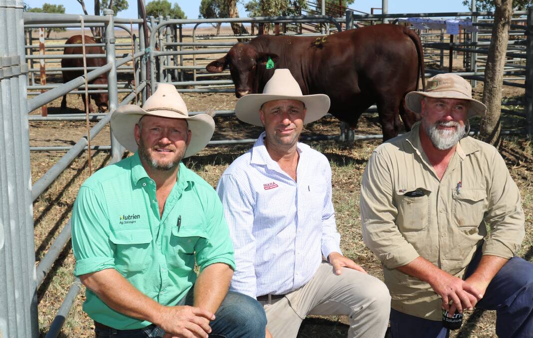 With the sales $10,000 top price bull, Biara 2129 (PP), were Nutrien Livestock Northampton agent Chad Smith (left), Biara stud co-principal Glenn Hasleby, Northampton and buyer Jeremy Forbes, LG & AE Forbes, Narra Tarra.
