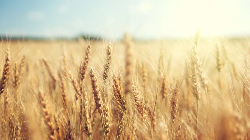 Australian wheat futures have felt the pain of an international wheat future drop. 