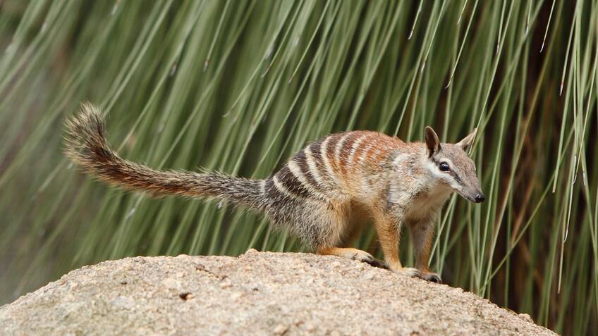 Numbats are among the mammals included in the state government's new wildlife provisions. 