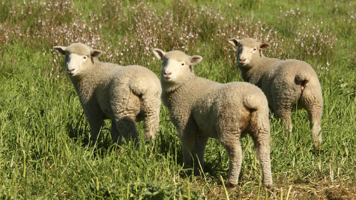 WA lamb, mutton and skin price disparities cause consternation