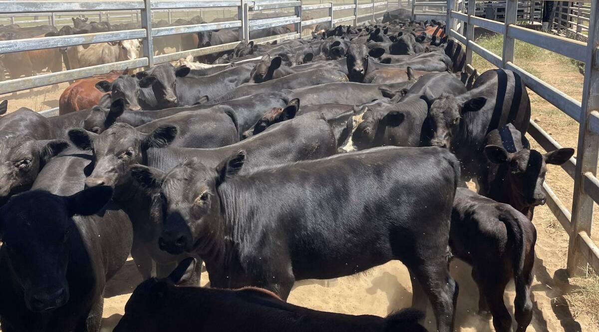 Increased Angus content in their cattle is enabling Appleton Cattle Company to turn their steers off six months earlier and achieve a higher carcase weight over the hook. Picture by Ricky Proelss