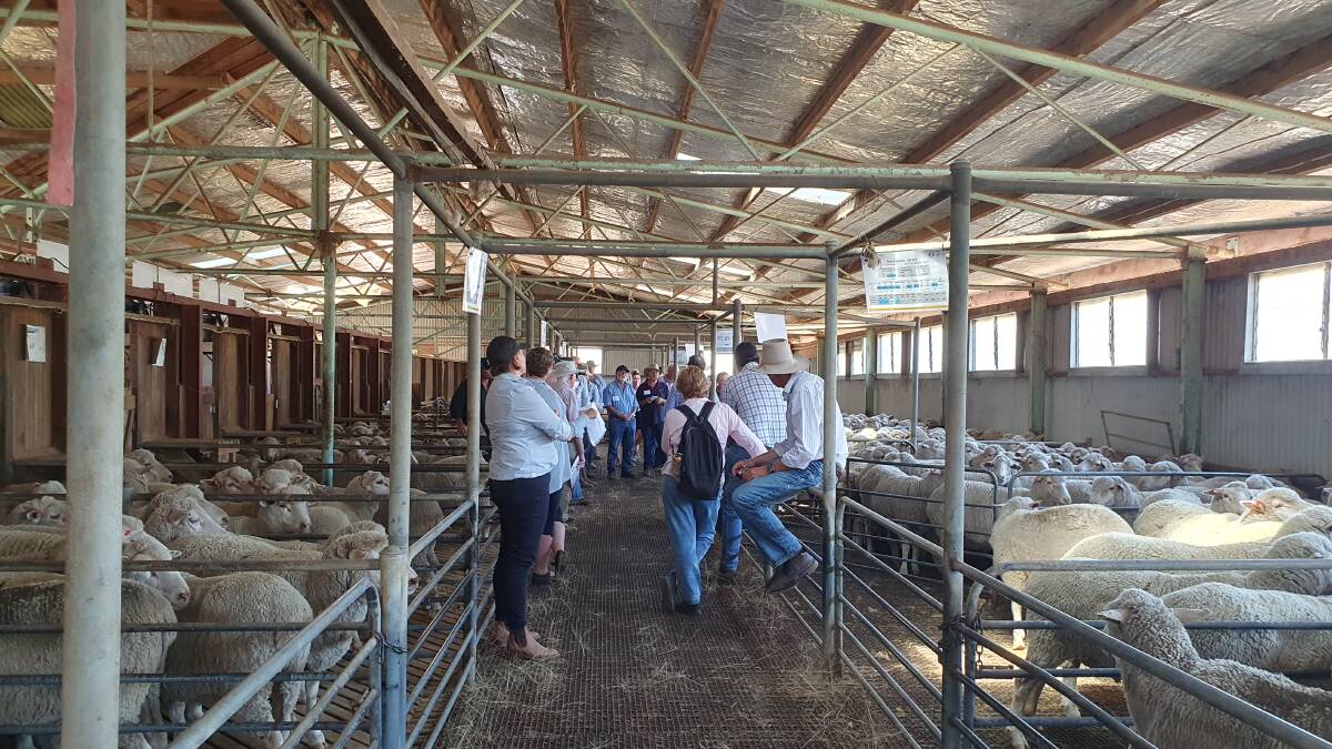 Pens of the 2021-drop Dohne ewes and their progeny were on display as part of the field day. Picture supplied
