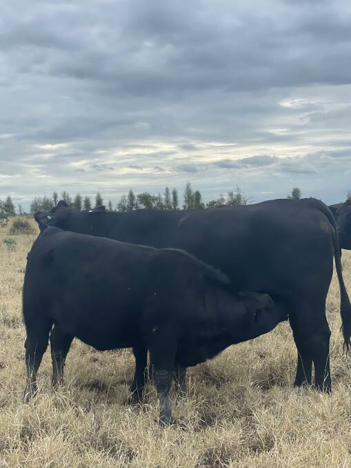 Fred and Loid Appleton introduced Angus bulls to their Queensland beef operation, Appleton Cattle Company, more than 10 years ago and continue to be pleased with the breed's performance. Picture by Ricky Proelss