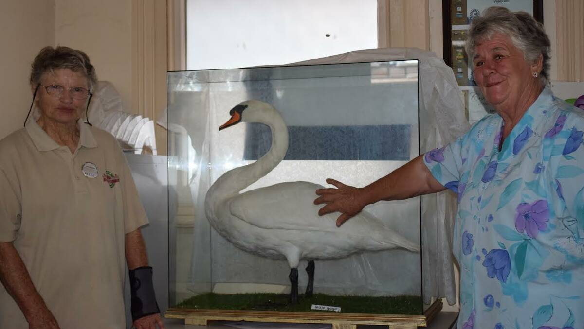 Unveiled: The fully restored mute white swan unveiled by Earth Solutions Avon Valley president/secretary Belle Moore and Karen Ducat, who inspired the public collection of more than $4000 to preserve the bird after it was killed.