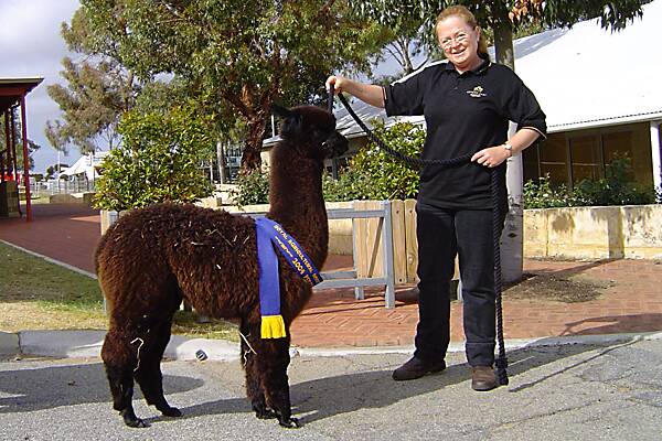 Deborah Mulroney with a black Huacaya alpaca at the Perth Royal Show.