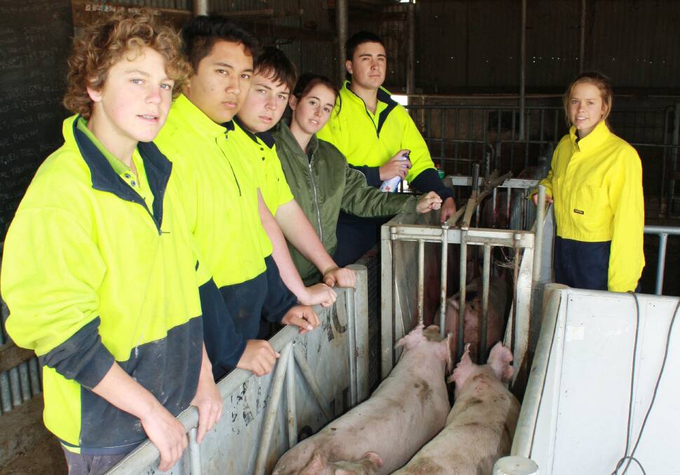 Using electronic scales to weigh pigs: Thomas Tiller (Kellerberrin), Tyler Breen (Wongan Hills), Zakk Armstrong (Toodyay), technical officer Madison Davey, Jesse Masters (Hamersley) and Paige Bell (Kellerberrin).