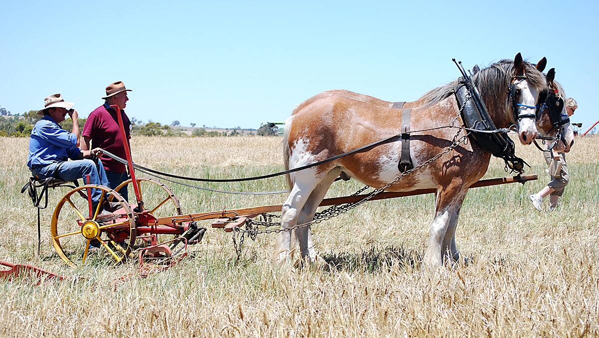 Handler Mark Atkinson of Gidgegannup on the 1920s mower rests with Little Lady and Bluey between demonstrations. Photo courtesy Deidre Gowland.