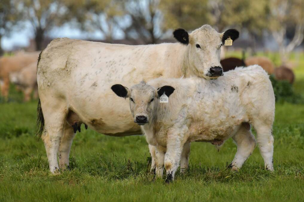A typical cow and calf pair seen in the Black Diamond Speckle Park stud. Picture supplied