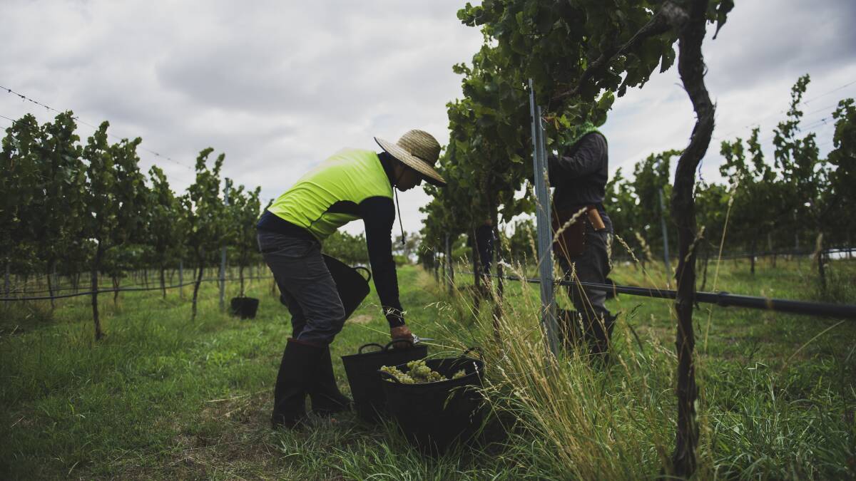 The National Farmers Federation said increasing red tape was making it harder for farmers to access the Pacific Australia Labour Mobility scheme. Picture supplied. 