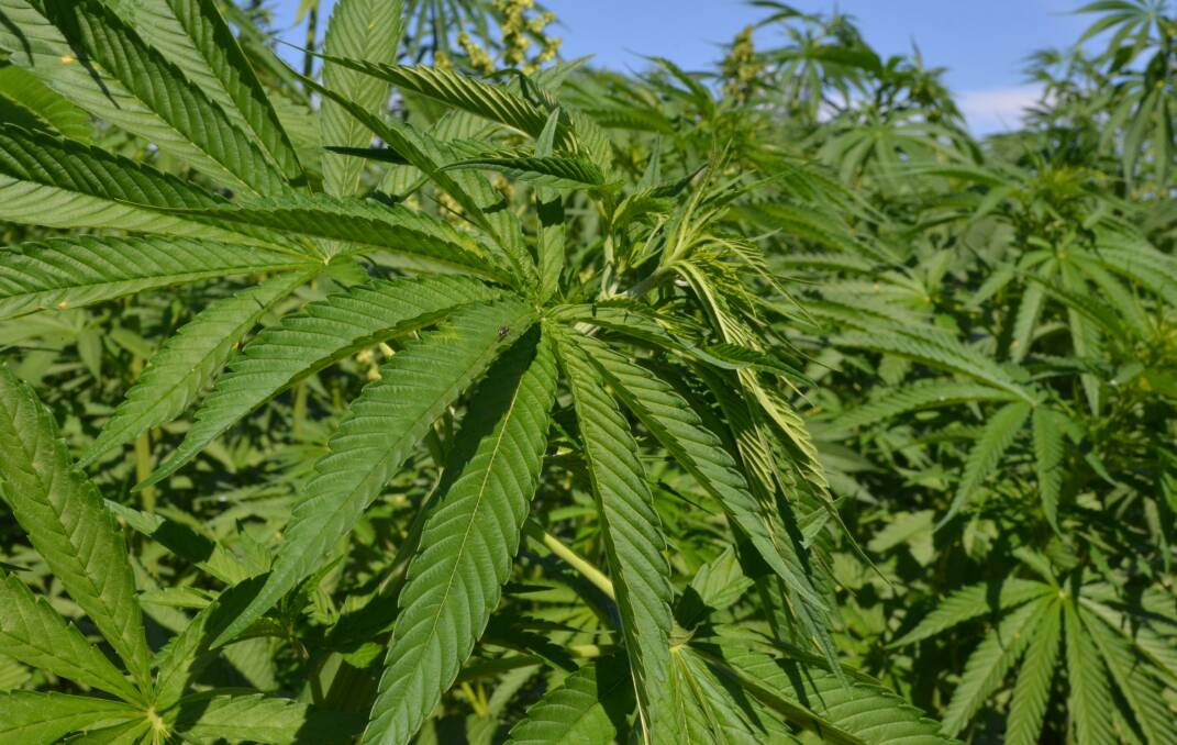 Murray Industrial Hemp is promoting employment and crop production opportunities if its building products business gets going. File photo.