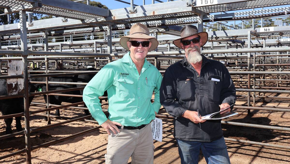Nutrien Livestock, Margaret River agent Jock Embry (left) inspected the bulls before the sale with Kevin Owen, Tomasi Grazing, Karridale. During the auction Mr Owen purchased three bulls for Tomasi Grazing to a top of $6000 as well as five bulls for regular Victorian buyer the Marriott family, Murroka Pty Ltd, South Gippsland, Victoria, at an average of $5800.