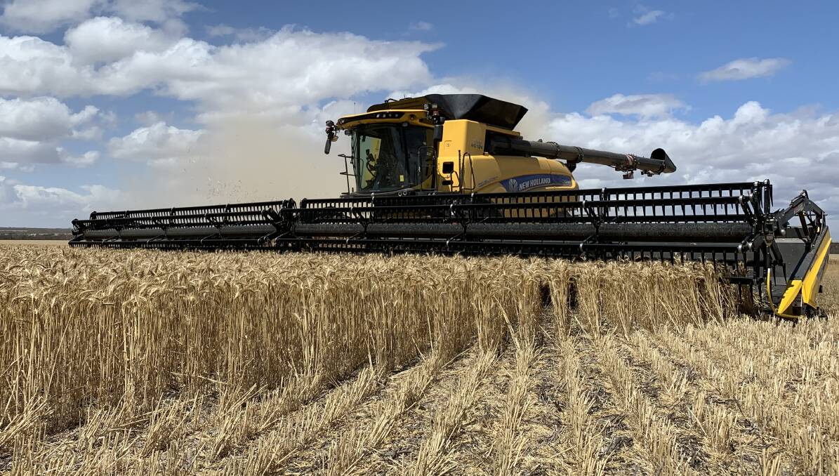 New Holland's CR10.90 Revelation combine harvester in action last week in a crop of Mace wheat yielding an average of 2.9 tonnes a hectare with yields reaching 4t/ha. Frosted areas kept the average lower.