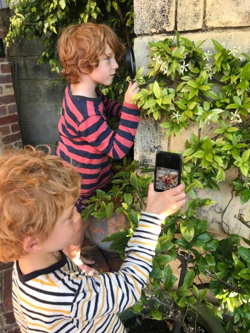 Seven year old twins Otis (left) and Henry Bryant on the hunt for a Slater spider in their backyard, in preparation for Biosecurity Blitz 2019.