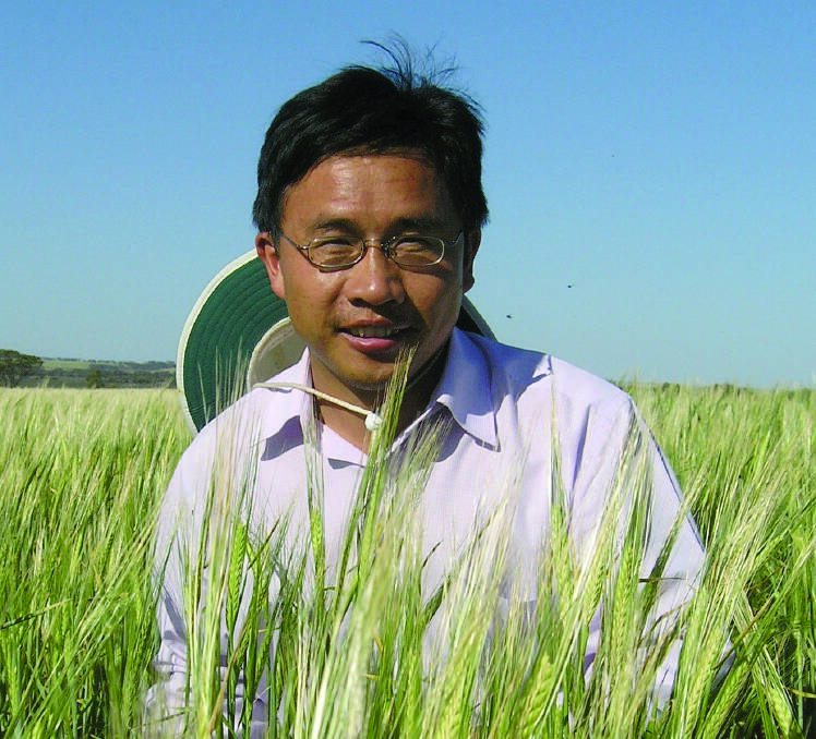 Professor Chengdao Li inspects barley at a field trial of the genetic, environmental and management factors that reduce head loss. Photograph by GRDC.