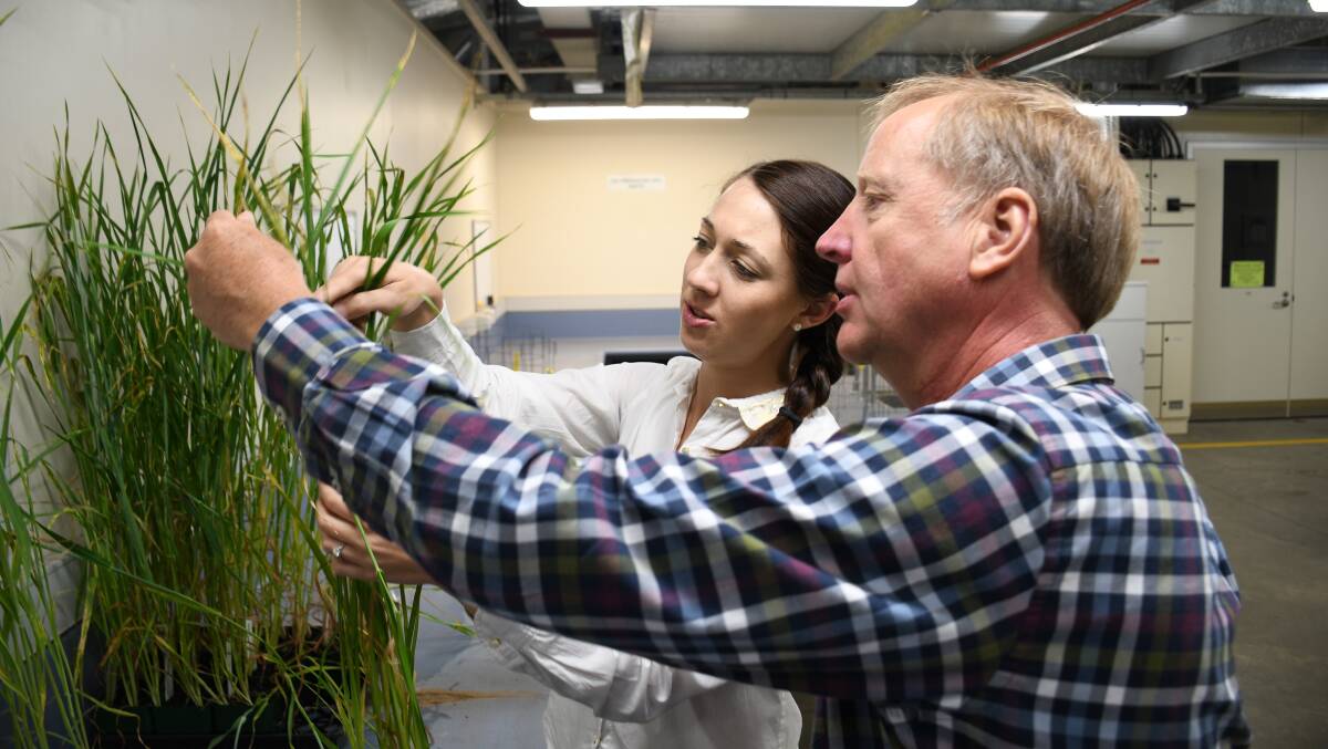 The fungicide resistant samples from Yorke Peninsula were identified by SARDI plant pathologists Tara Garrard and Hugh Wallwork. Photograph by GRDC.