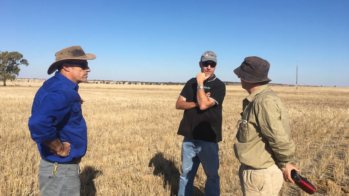 Department of Primary Industries and Regional Development (DPIRD) senior research officer Daniel Real (left), Seednet Western Region territory sale manager David Clegg and host farmer Ross Fitzsimons, Buntine, inspecting the site for the Lanza tedera trial.