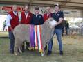  The supreme Merino exhibit at the 2024 Act Belong Commit Williams Gateway Expo was exhibited by the Ledwith familys Kolindale stud, Dudinin. With Kolindales supreme exhibit, champion ram of show, grand champion Poll Merino ram and champion strong wool Poll Merino ram were judges Rod Norrish (left), Angenup stud, Kojonup, Iain Nicholson, Boorabbin and Colvin Park studs, New Norcia, Arthur Major, Kolindale stud, judge Ray Edmonds, Calingiri and Kolindale stud co-principal Luke Ledwith.