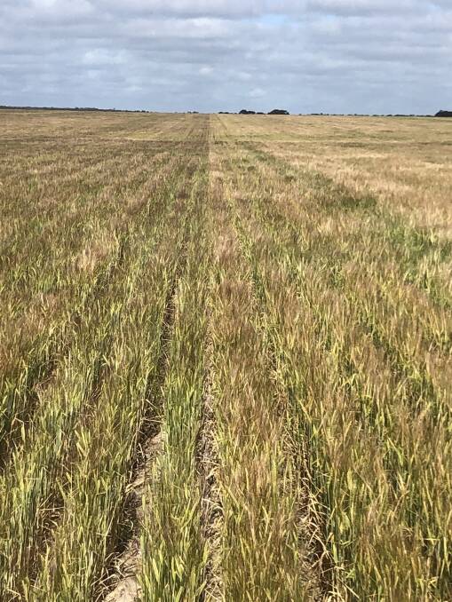 The right part of the image shows the barley crop in the trial at Beaumont, near Esperance, that has been affected by frost, compared with the same crop (on left) that has been sown with the new C33 carbon fertiliser pellet from Carbon Ag and appears largely unaffected by frost.