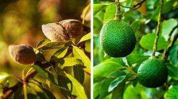 A US corporate farmer is selling some of its almond and avocado orchards across three states of Australia. Pictures from Colliers.