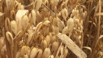 The Oat Grain Quality Consortium was launched earlier this month. Photo by Gregor Heard.