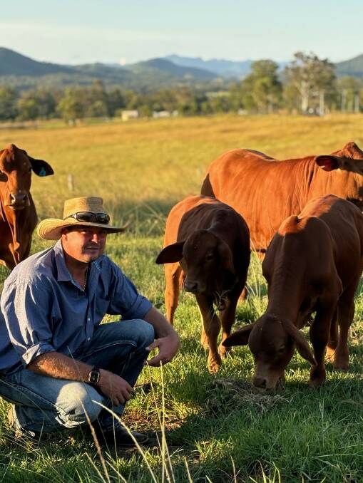 Stud and commercial producer Daniel Carey is producing in-demand beef from Droughtmaster-Angus cross steers at Wingham on NSWs mid-north coast. Picture supplied