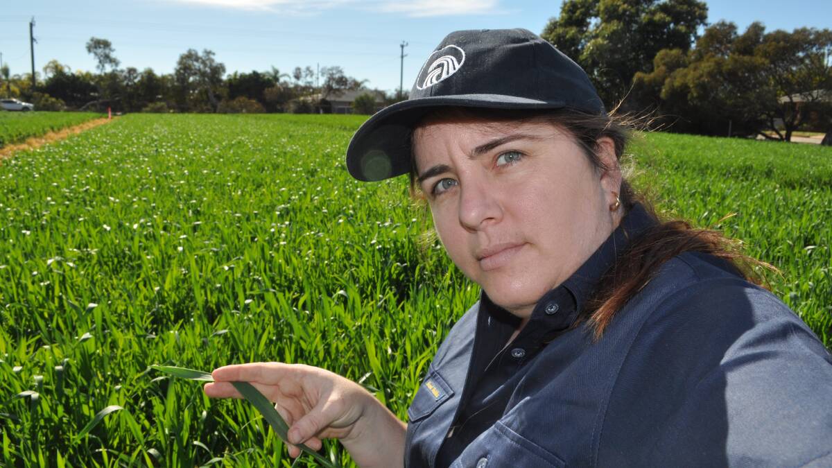 Wheat growers have been advised to check the 2017 disease ratings when selecting varieties, to avoid the risk of crop losses this season. DAFWA’s Ciara Beard checks for powdery mildew.
