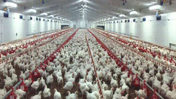 Update on free range poultry farm process