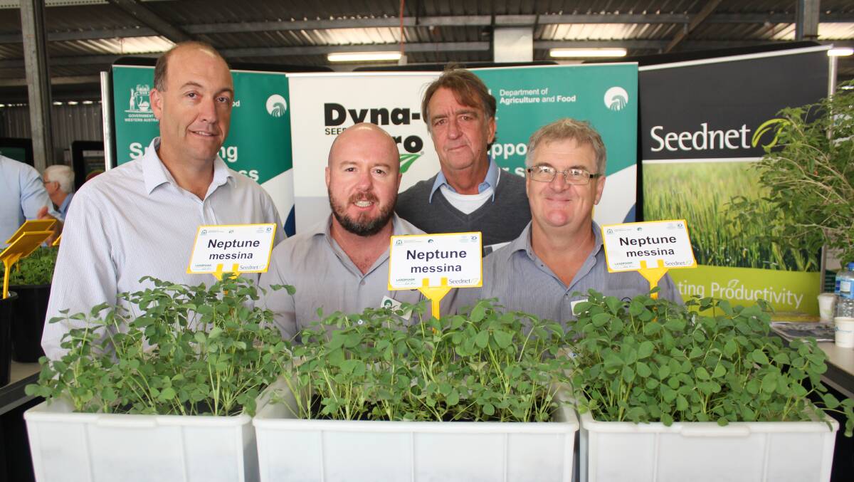 The new annual pasture legume Neptune messina on show at the 2017 Wagin Woolorama.